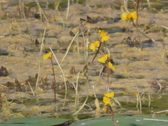 Utricularia macrorhiza