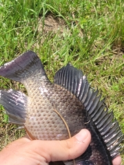 Oreochromis