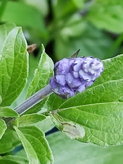 Lavandulinae
