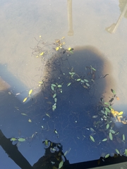 Potamogeton diversifolius
