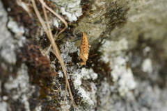 Nymphalini