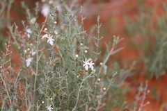 Teucrium racemosum