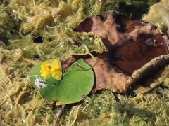 Utricularia macrorhiza