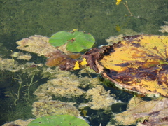 Utricularia macrorhiza