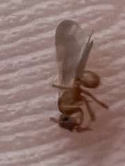 Cyphomyrmex wheeleri