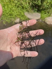 Potamogeton diversifolius