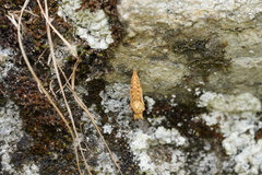 Nymphalini