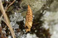 Nymphalini