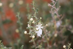 Teucrium racemosum