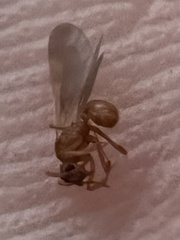 Cyphomyrmex wheeleri
