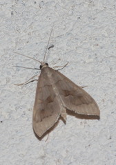 Mecyna asinalis