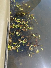 Potamogeton diversifolius