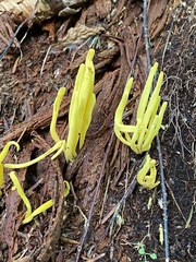 Clavariaceae
