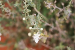 Teucrium racemosum