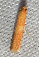 Tischeria