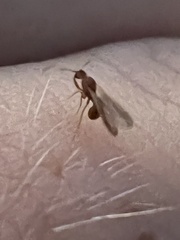 Cyphomyrmex wheeleri