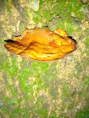 Trametes cinnabarina