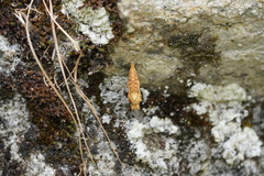 Nymphalini