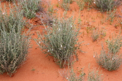 Teucrium racemosum