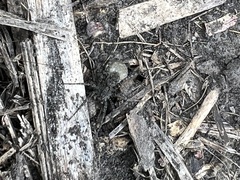 Pardosa