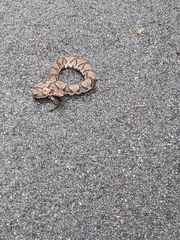 Agkistrodon contortrix