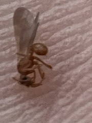 Cyphomyrmex wheeleri