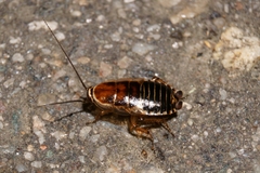 Ectobius sylvestris