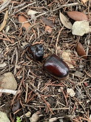 Strategus aloeus