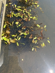 Potamogeton diversifolius