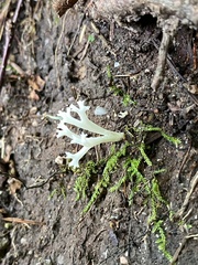 Clavariaceae