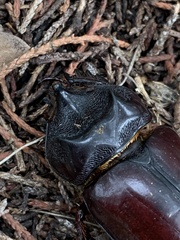 Strategus aloeus