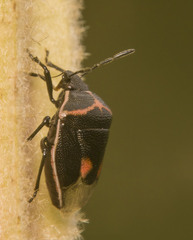 Cosmopepla lintneriana