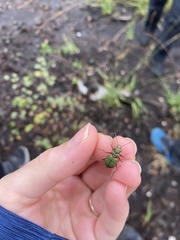 Cicindela campestris