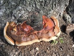 Ganoderma