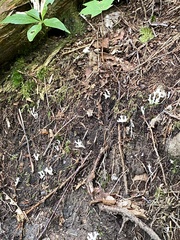Clavariaceae