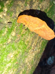 Trametes cinnabarina
