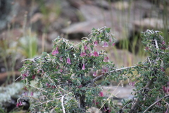Symphoricarpos longiflorus