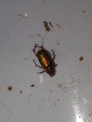 Dichelonyx canadensis