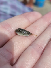 Sphoeroides maculatus