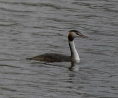 Podiceps cristatus