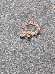 Agkistrodon contortrix