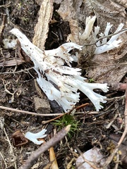 Clavariaceae