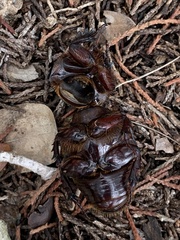 Strategus aloeus