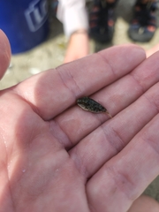 Sphoeroides maculatus