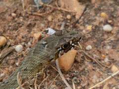 Malpolon monspessulanus