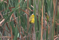 Ploceus melanocephalus