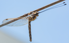 Ululodes macleayanus