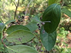 Lyonia mariana