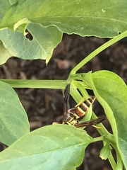 Polistes