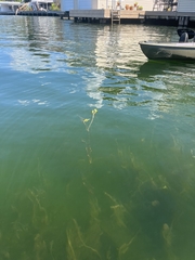 Potamogeton gramineus